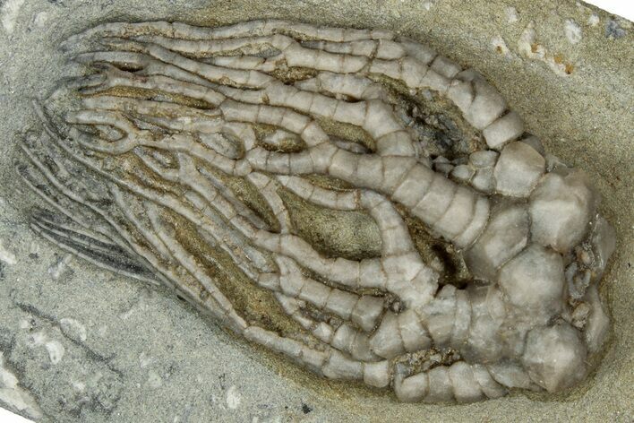 Fossil Crinoid (Cyathocrinites) - Crawfordsville, Indiana #359184
